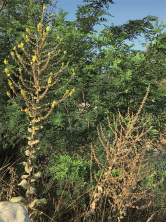 Renaud Bézy, La taverne de Platon, La Centrale