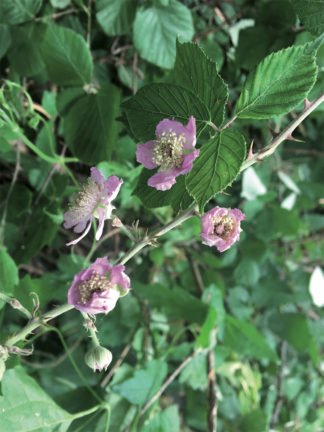 Frédéric Houvert, Ronce, La Centrale