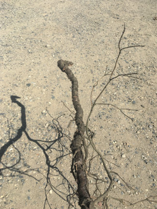 Hannah Lees, Cranes in the Sky