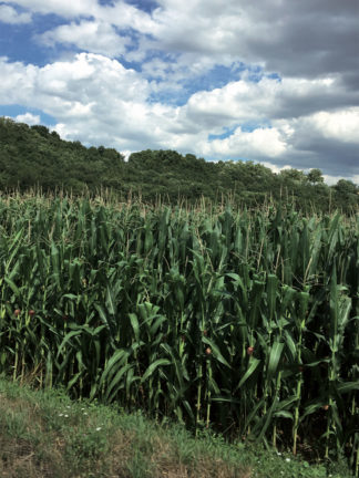Simon Rayssac, Une jeune fille dans un champ de maïs