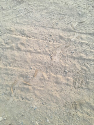 Nicolas Tourre, Something Impossible to Focus On