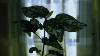 Philippe Puicouyoul, Le printemps décalé