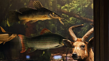 Christian Milovanoff videogramme du film Des animaux