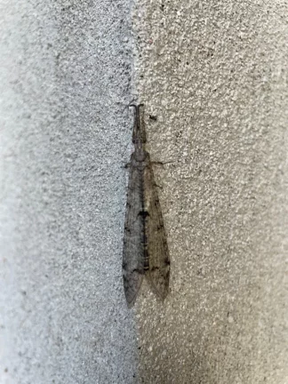 Image trailer pour l'expositon d'Anthony Jacquot Boeykens à La-Centrale (un insecte ailé sur du gravier