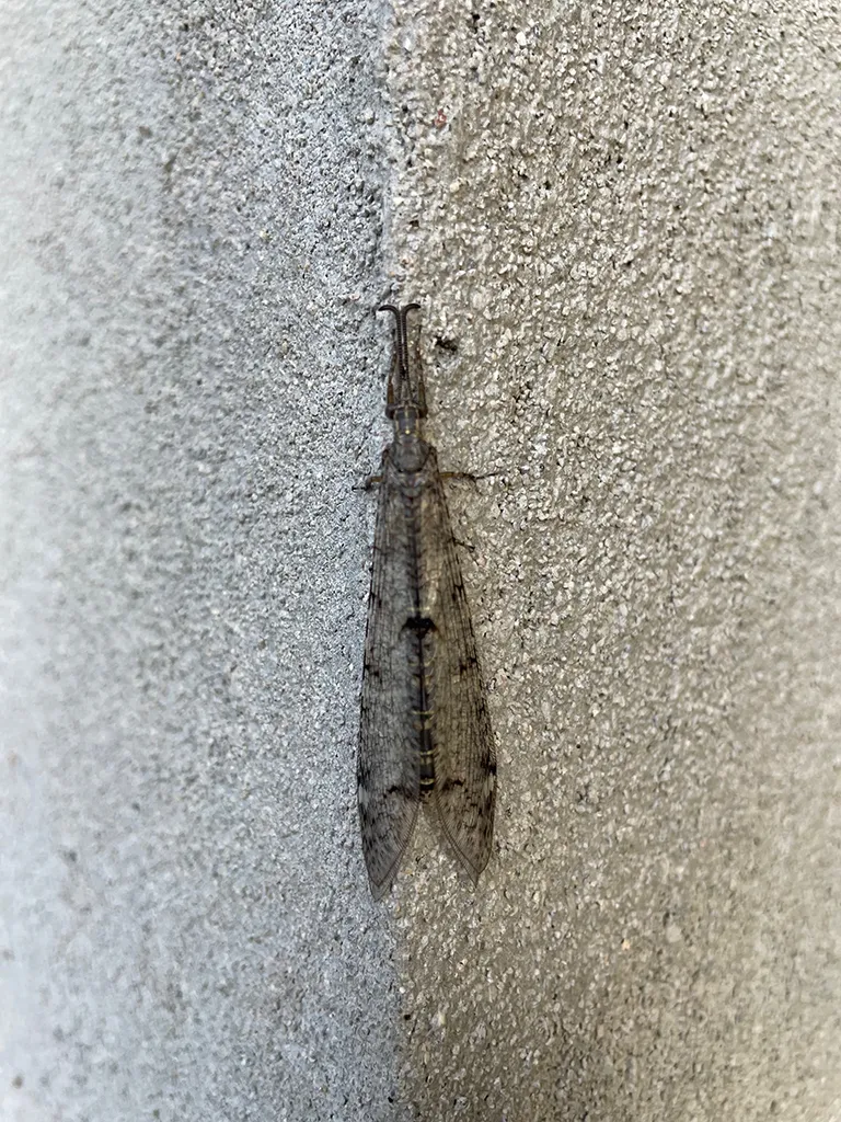 Image trailer pour l'expositon d'Anthony Jacquot Boeykens à La-Centrale (un insecte ailé sur du gravier