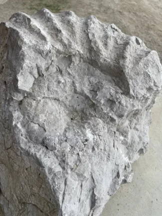 Image teaser exposition Javier Carro Temboury à La Centrale (un fossile ? photogrpahié en gros plan)