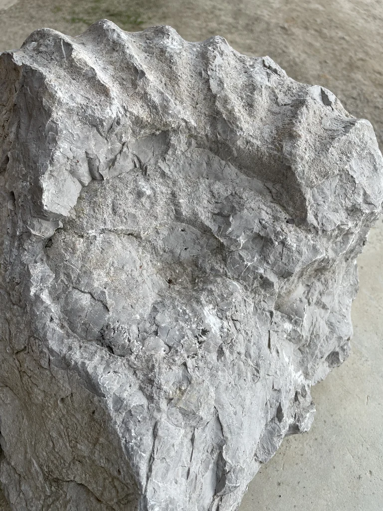 Image teaser exposition Javier Carro Temboury à La Centrale (un fossile ? photogrpahié en gros plan)